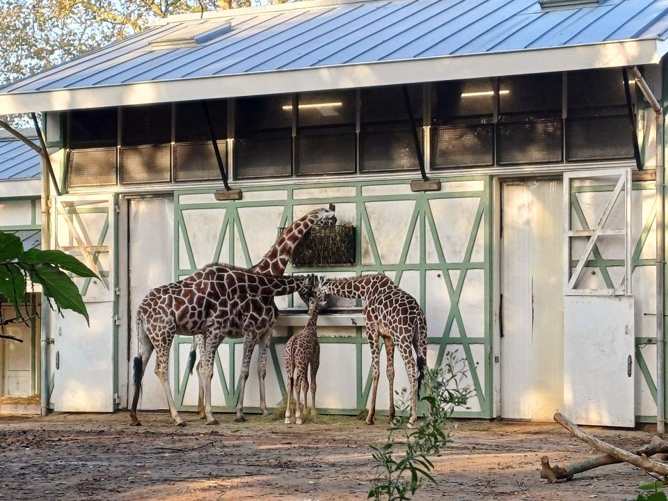 Kirahveja eläintarhassa