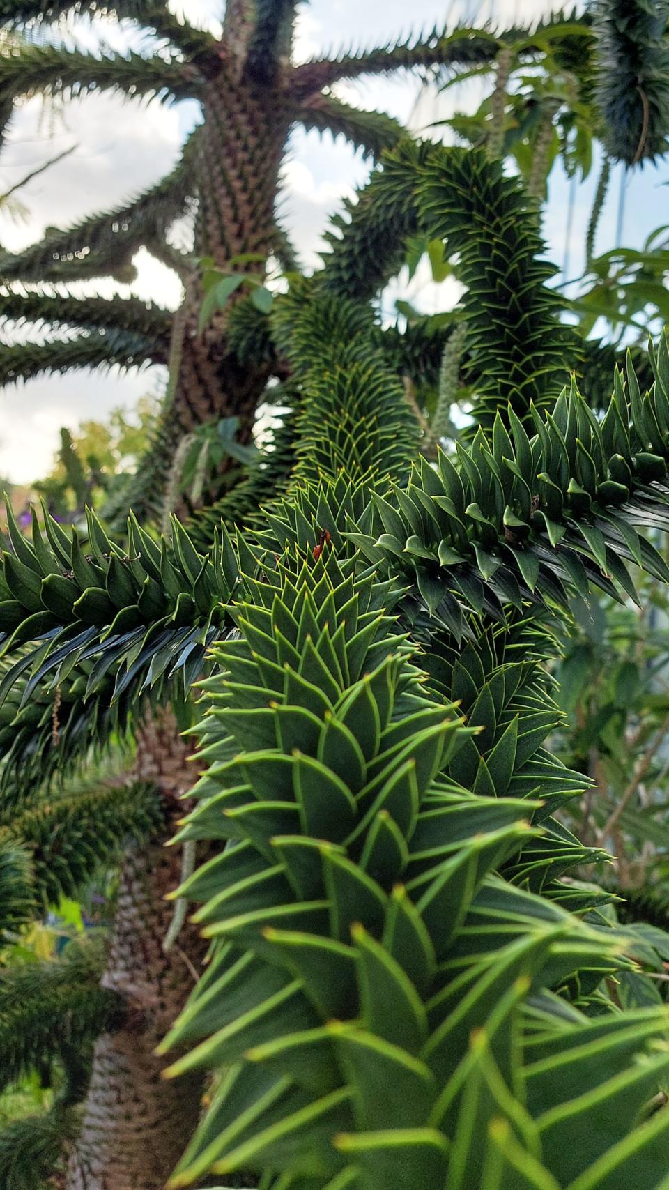 Valokuvassa kasvi Utrechtin kasvitieteellisestä puutarhasta.