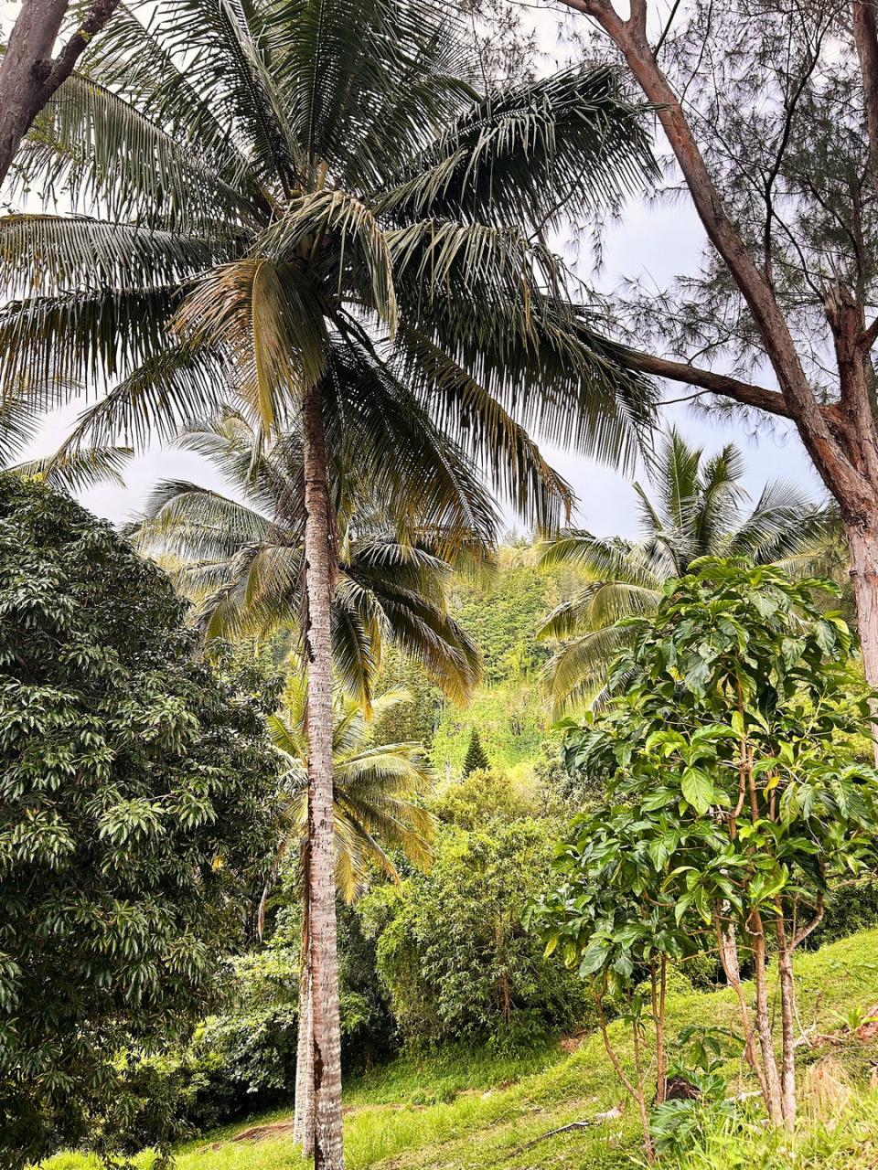 Valokuvassa palmu Reunionin saarella